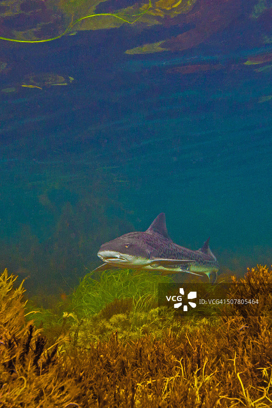 斑点或条纹图片素材