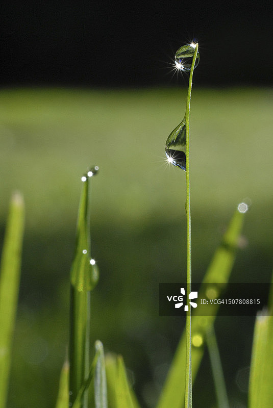 草叶上的水滴图片素材