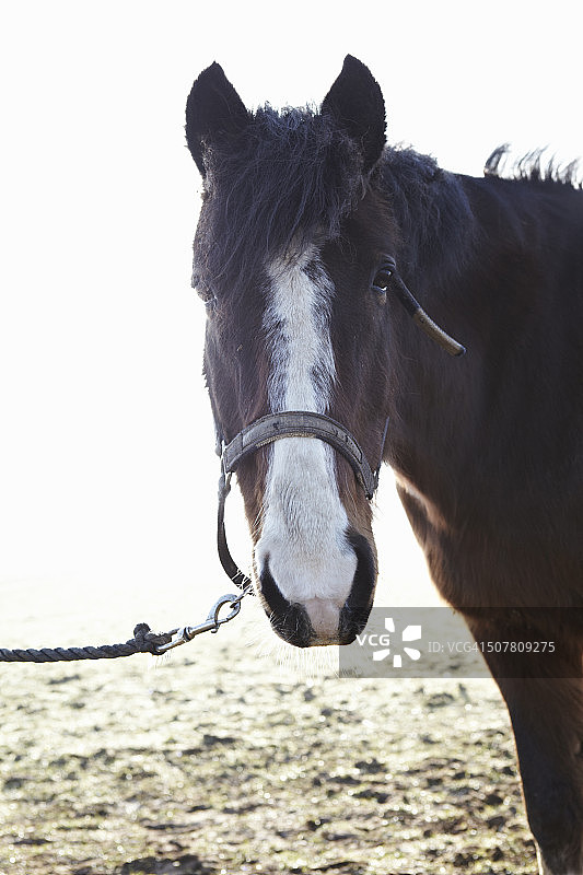 冬季田野里的马图片素材