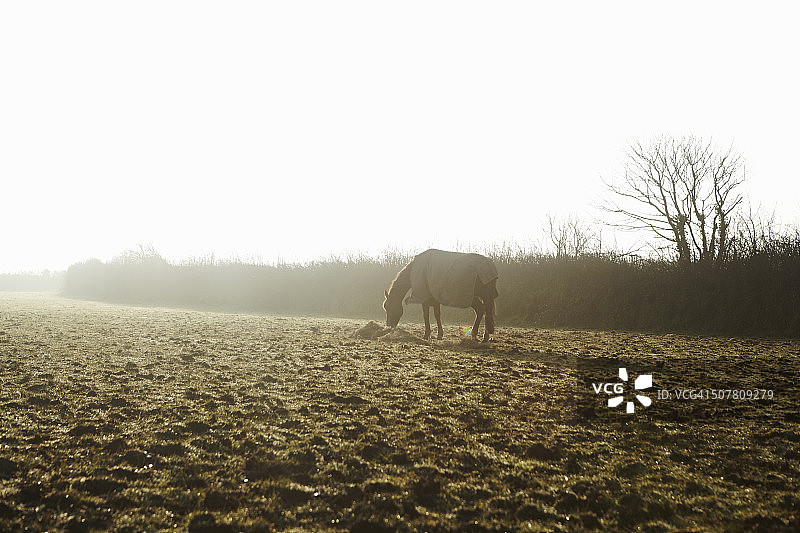冬季黎明时分田野里的马图片素材