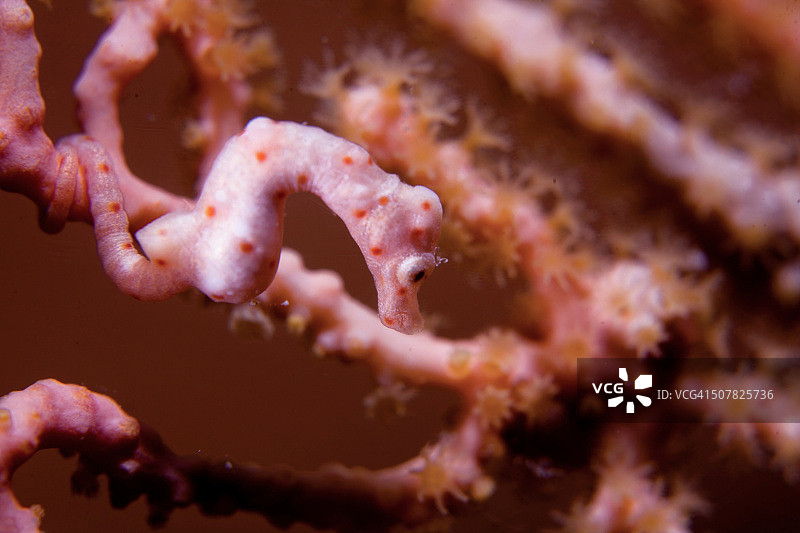 泰国安达曼海的海洋生物图片素材