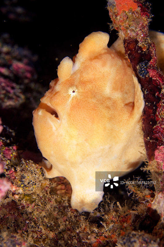 泰国安达曼海的海洋生物图片素材