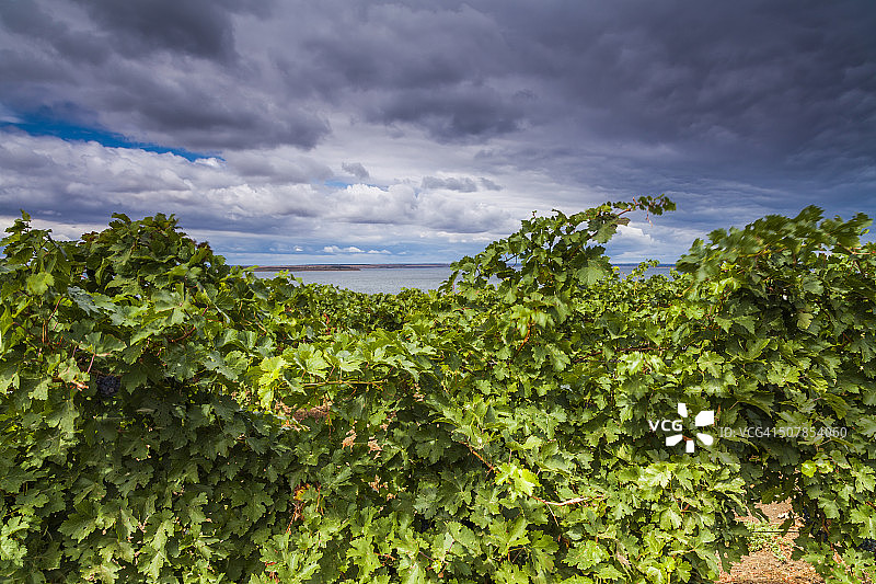 戏剧天空下的葡萄园图片素材