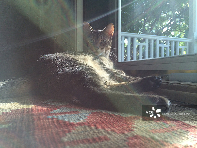 光束中的小猫图片素材