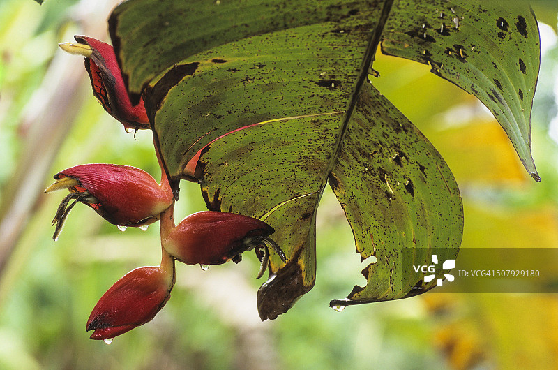 赫蕉花，热带雨林，哥斯达黎加，托尔图格罗国家公园图片素材