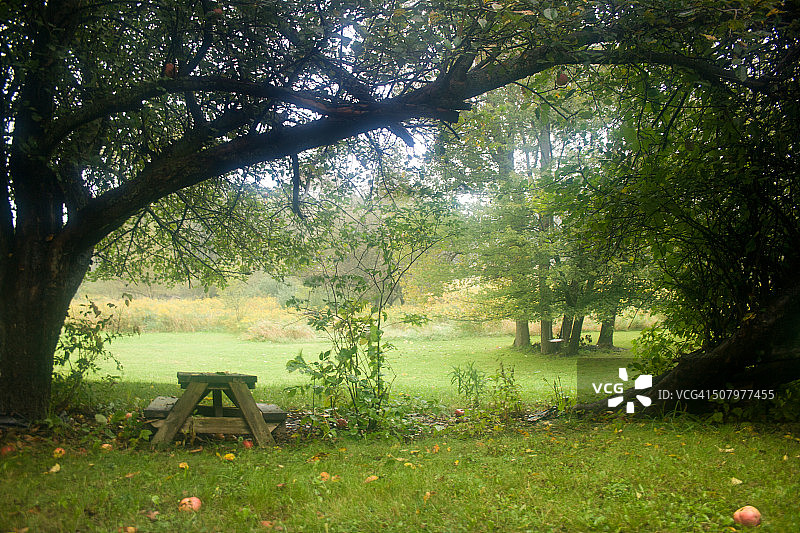 乡村柔和的雾蒙蒙早晨图片素材