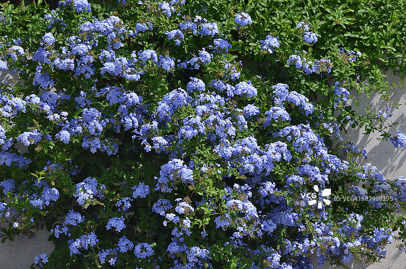 蓝雪花图片素材