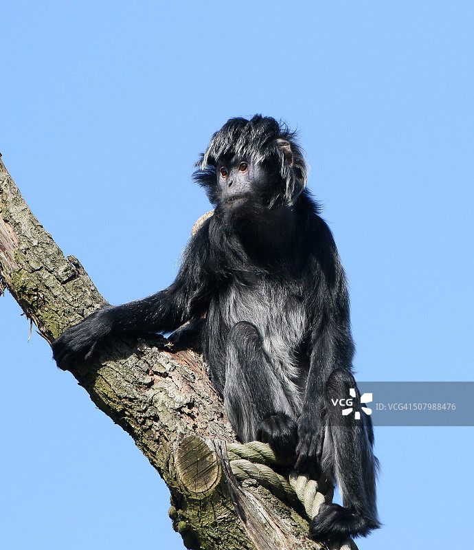 爪哇乌叶猴图片素材