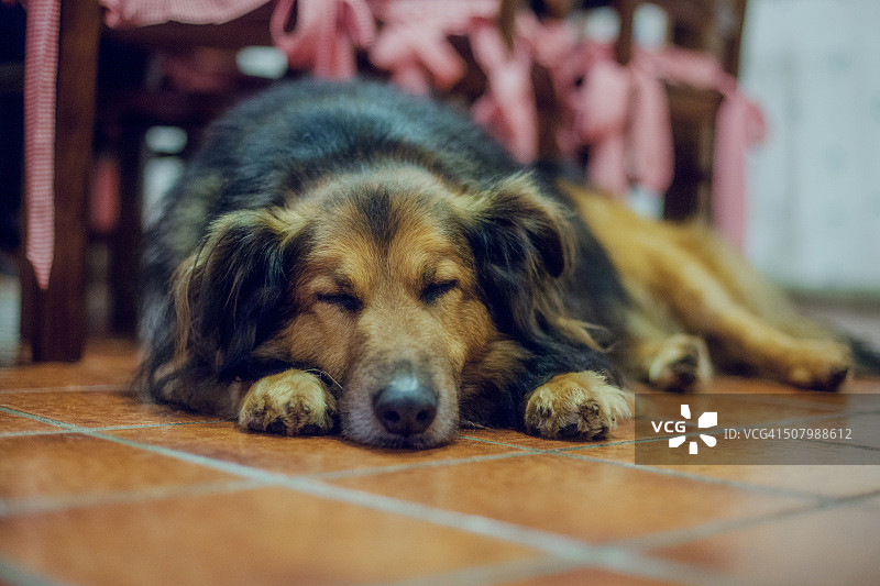 躺在碎石上睡觉的狗图片素材