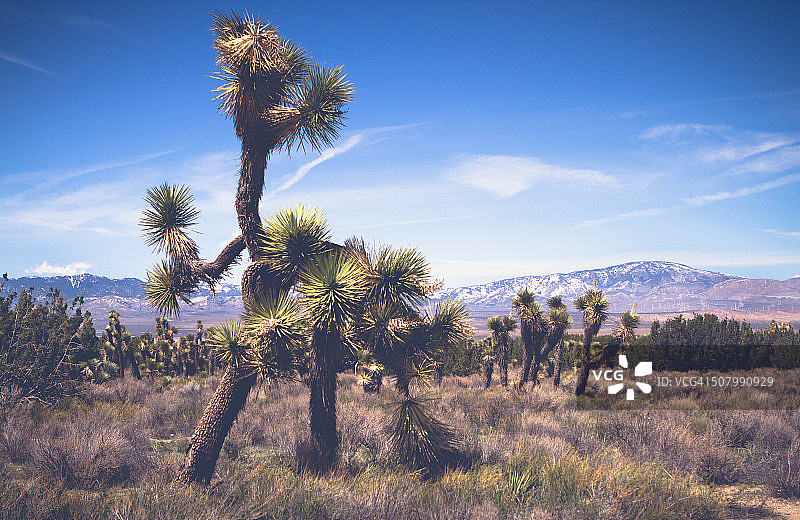 约书亚树和特哈查比山图片素材