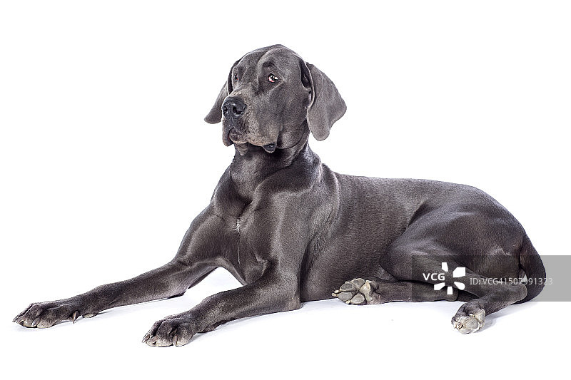 大丹犬图片素材