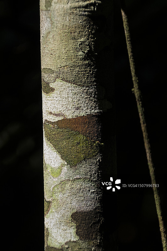 亚马逊之树图片素材