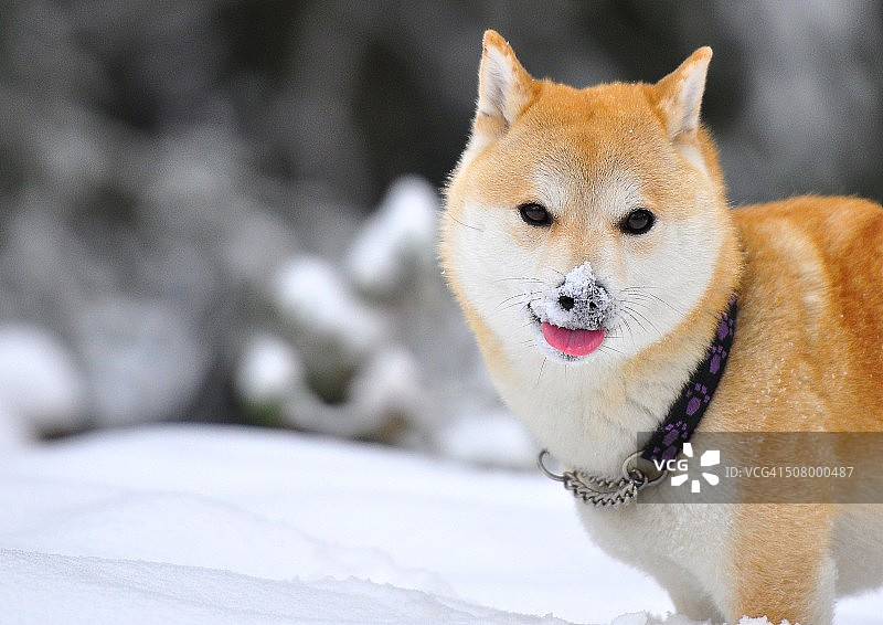 雪地里的柴犬图片素材