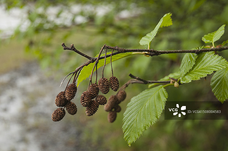 森林树木细节图片素材
