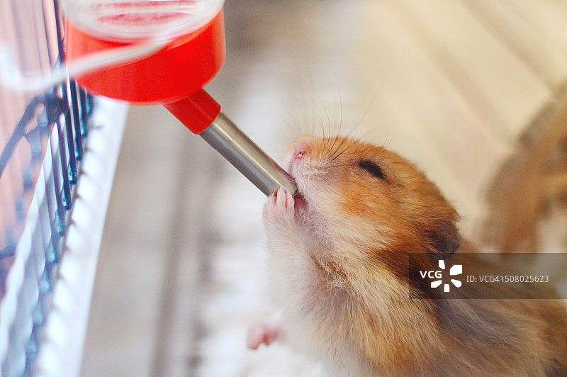 口渴的仓鼠图片素材