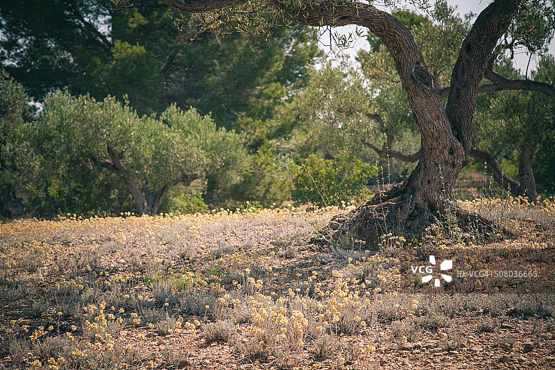 橄榄树图片素材
