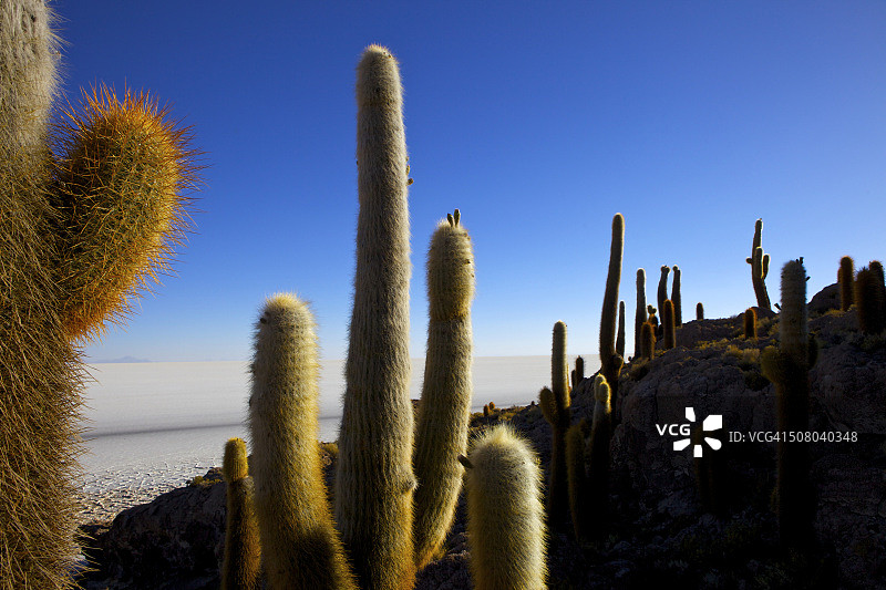 渔夫岛上的仙人掌图片素材