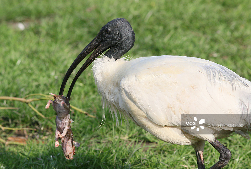 手持啮齿动物的黑头彩鹮图片素材
