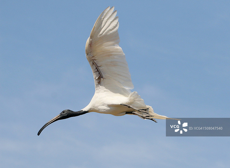 飞行中的黑头鹮图片素材