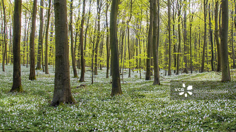 春回大地图片素材