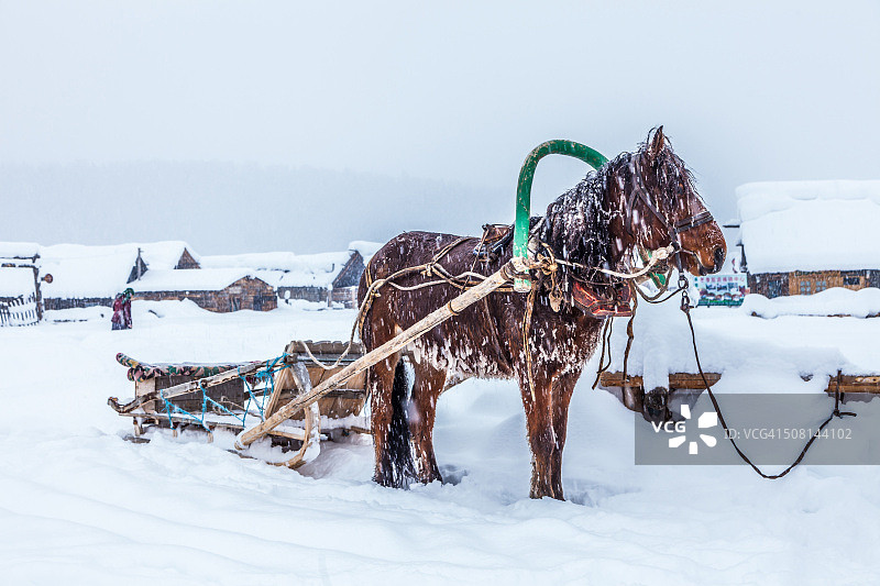 中国新疆的暴雪中拉雪橇的马图片素材