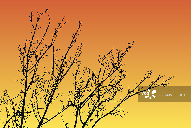 日落下的树枝图片素材