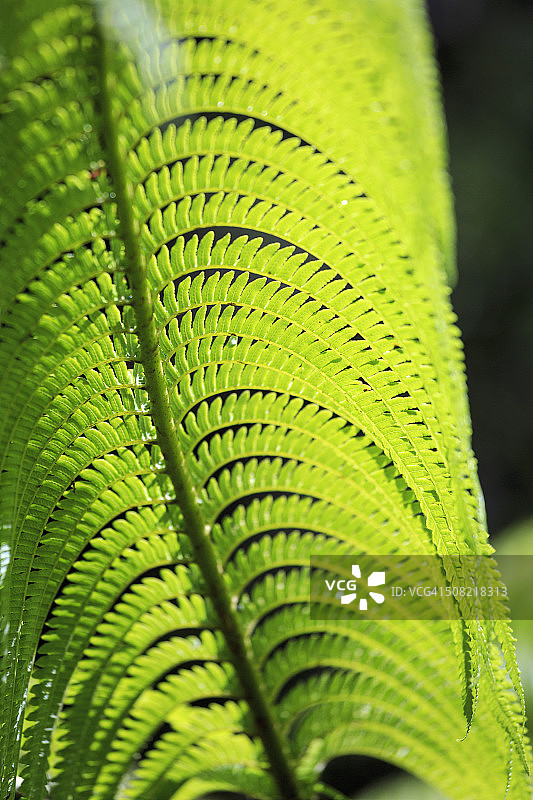 Volcanoes Park雨林中的蕨类植物图片素材