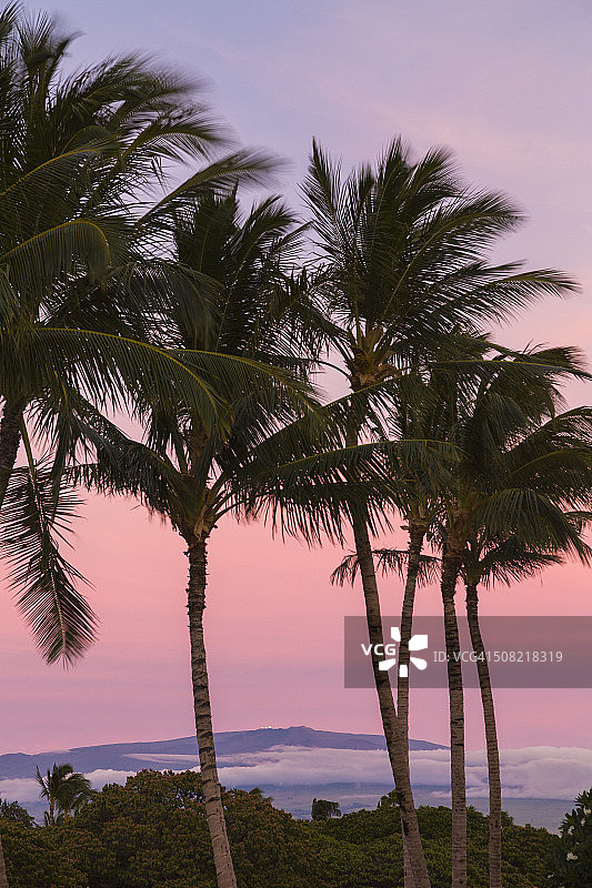 夏威夷莫纳克亚山顶和黄昏时的棕榈树图片素材