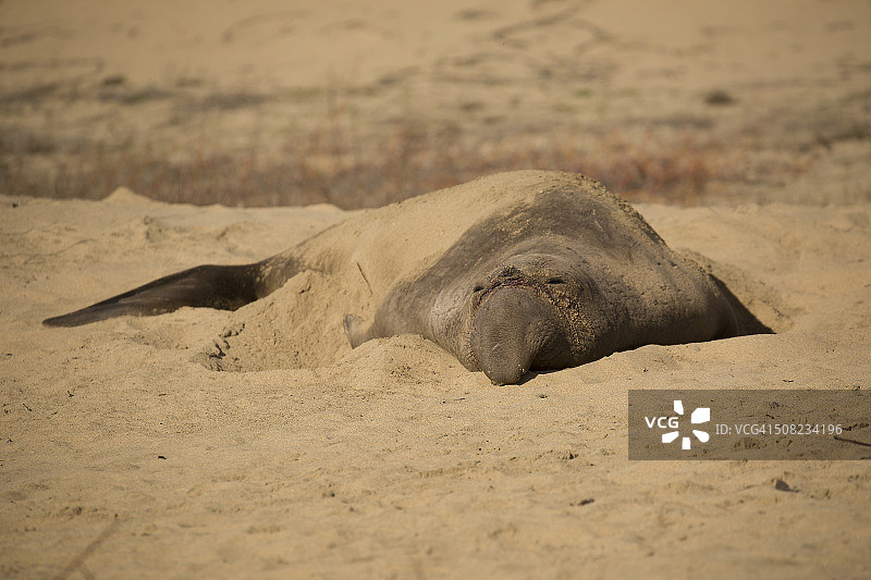 带有渔线疤痕的雄性象海豹图片素材