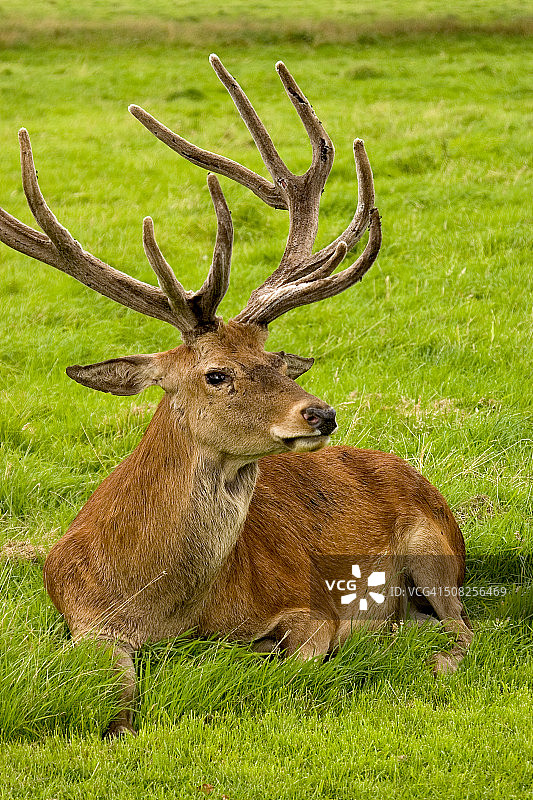 诺丁汉郡绿草地上高贵的鹿图片素材
