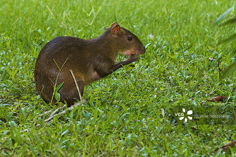 中美洲刺豚鼠图片素材