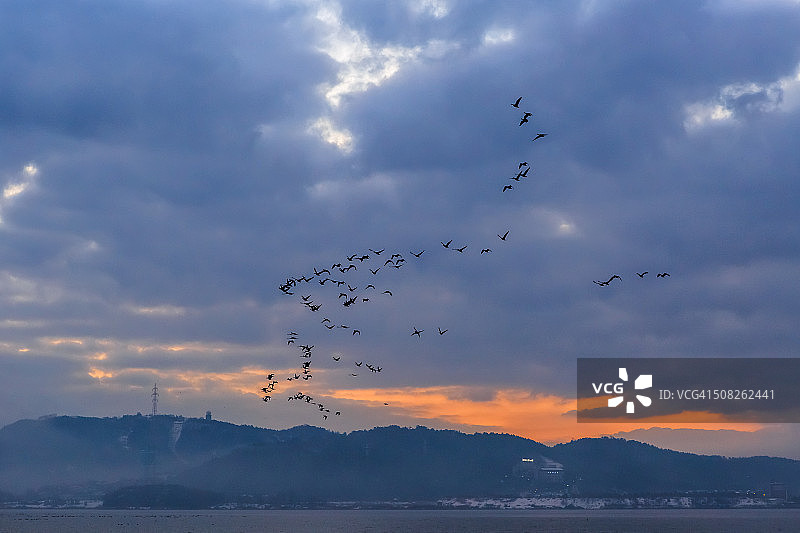 清晨的鸟类迁徙图片素材