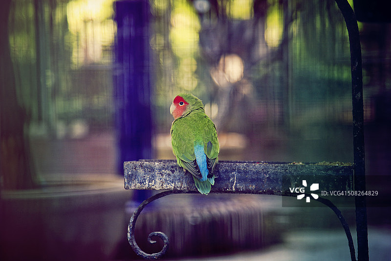 情侣鹦鹉图片素材