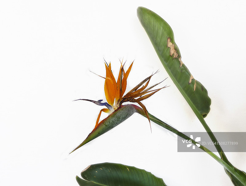 鹤望兰图片素材