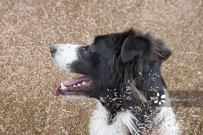 在夏日草地中的边境牧羊犬图片素材