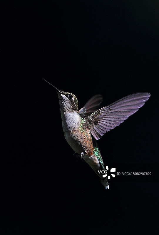 红喉蜂鸟图片素材