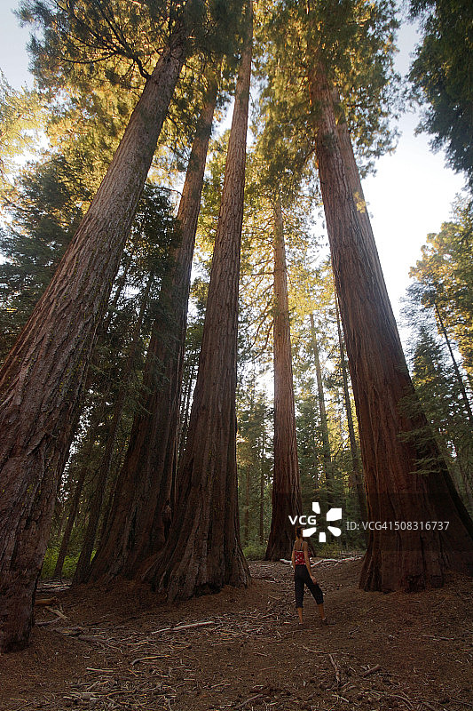 红杉林中的日落图片素材