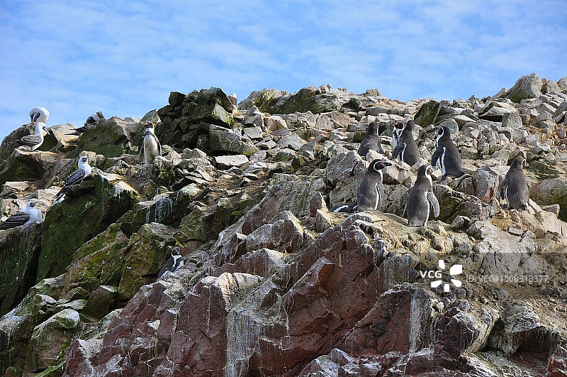 巴耶斯塔斯群岛海鸟，秘鲁帕拉卡斯图片素材