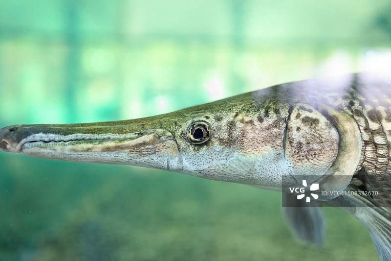 水中匙吻雀鳝特写图片素材