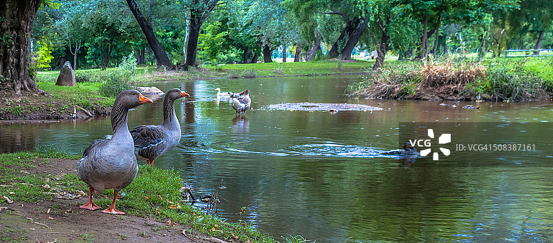 图穆特河边的鹅图片素材