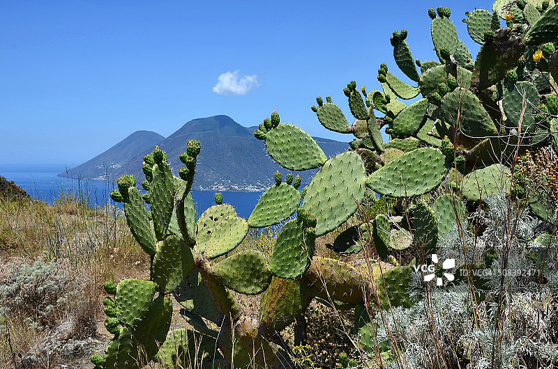 丰富的Common Prickly Pear图片素材