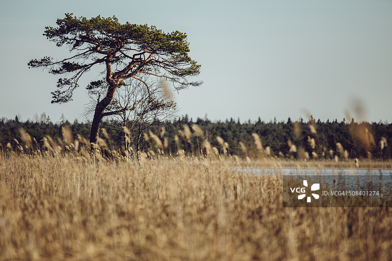 爱沙尼亚瓦尔盖亚尔韦自然保护区芦苇丛中的孤树图片素材