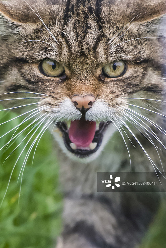 愤怒的苏格兰野猫图片素材