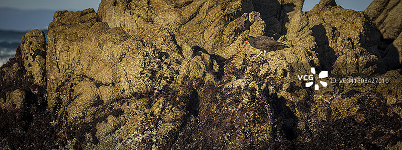 黑色蛎鹬图片素材