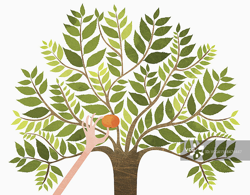 从树上摘橙子，白色背景图片素材