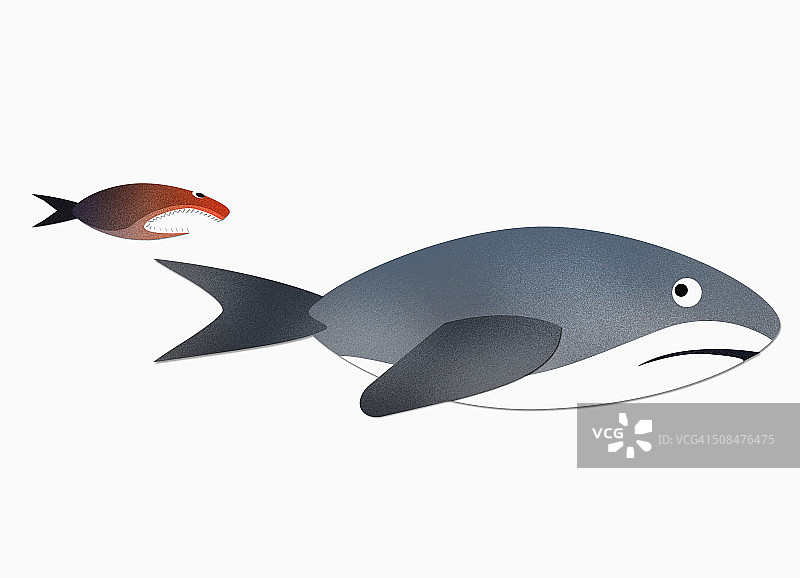 白色背景下小鱼追逐鲨鱼图片素材