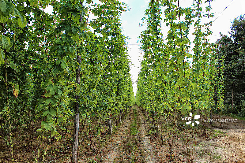 在东萨塞克斯生长的啤酒花图片素材