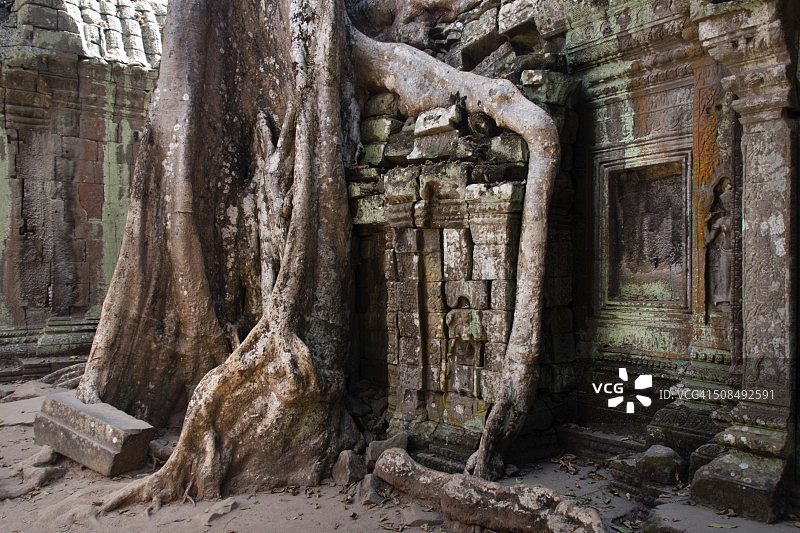 塔布笼寺的四桠木巨树根，位于柬埔寨暹粒吴哥，联合国教科文组织世界遗产图片素材