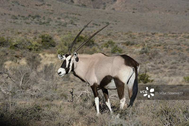 南非西开普省卡鲁自然保护区的宝石羚（Oryx gazella）图片素材