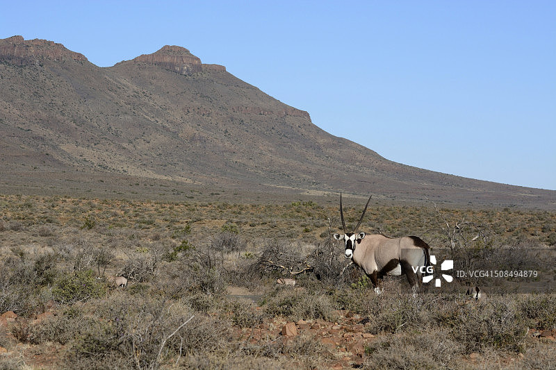 南非西开普省卡鲁自然保护区的宝石羚（Oryx gazella）图片素材
